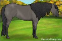 Horse Color:Grullo 