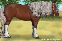 Horse Color:Silver Bay 