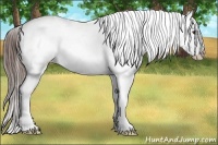 Horse Color:Liver Chestnut Varnish 