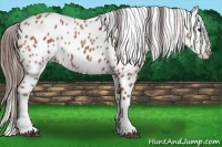 Horse Color:Bay Roan Splash Appaloosa 