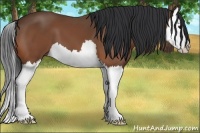 Horse Color:Bay Splash 