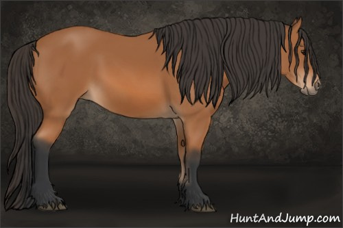 Horse Color: Bay Sabino 