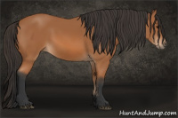 Horse Color:Bay Sabino 