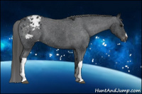 Horse Color:Black Appaloosa 