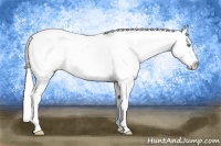 Horse Color:Cremello Appaloosa 