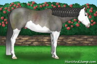 Horse Color:Black Splash Rabicano 