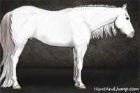 Horse Color:White Spotted Black Appaloosa 