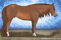 Horse Color:Liver Chestnut Sabino 