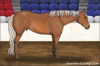 Horse Color:Silver Bay 