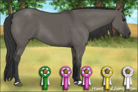 Horse Color:Brown Dun 