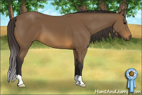 Horse Color: Buckskin 