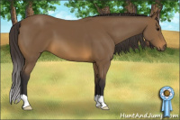 Horse Color:Buckskin 