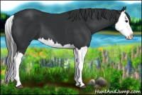 Horse Color:Black Splash 