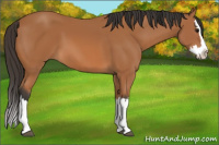 Horse Color:Bay Splash 