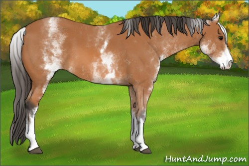 Horse Color: White Spotted Bay 