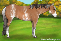 Horse Color:White Spotted Bay 