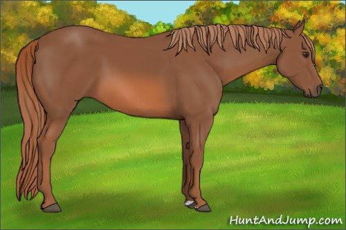 Horse Color: Liver Chestnut 