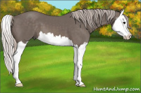 Horse Color:Silver Brown Splash