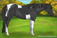 Horse Color:Black Tobiano 