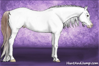 Horse Color:Bay Ice Appaloosa