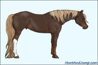 Horse Color:Gray Chestnut 