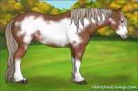 Horse Color:Liver Chestnut Frame