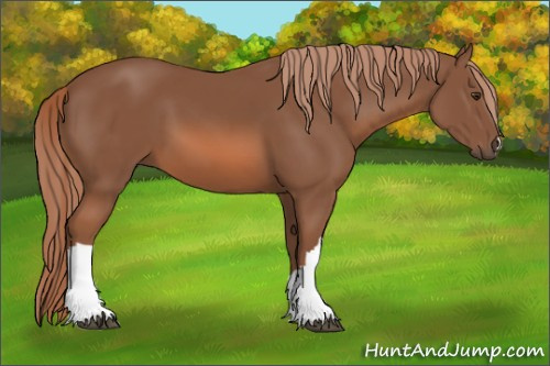 Horse Color: Liver Chestnut 