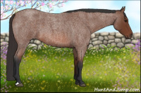 Horse Color:Bay Roan 