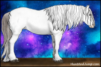 Horse Color:Black Splash Appaloosa 