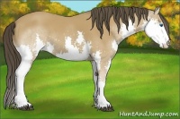 Horse Color:Buckskin Splash 