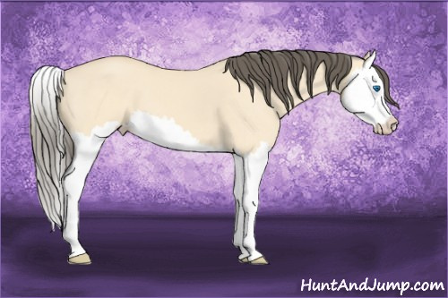 Horse Color: Amber Cream Champagne Dun Splash 