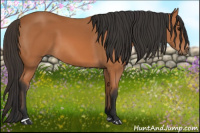 Horse Color:Bay Sabino 