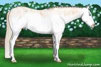 Horse Color:White Spotted Chocolate Palomino Ice Pearl Sabino Splash