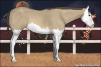 Horse Color:Buckskin Splash 