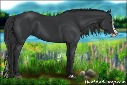 Horse Color: Black Splash 