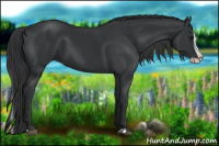 Horse Color:Black Splash