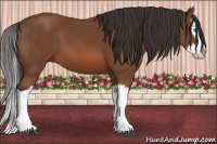 Horse Color:Bay Splash 