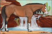 Horse Color:Bay Splash 