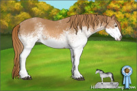 Horse Color:White Spotted Chestnut 