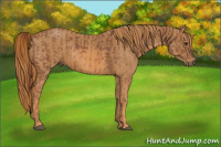 Horse Color:Liver Chestnut  Brindle