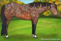 Horse Color:Bay Ice 