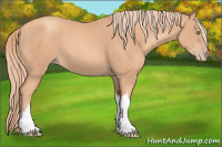 Horse Color:Gold Champagne 