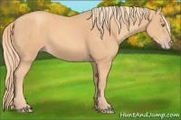 Horse Color:Gold Champagne 