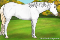 Horse Color:Buckskin Dun Blanket 