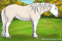 Horse Color:Cremello Splash 