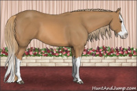 Horse Color:Chestnut Splash 