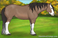 Horse Color:Bay Dun Splash 