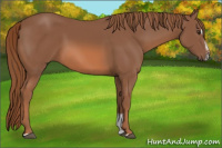 Horse Color:Chestnut Sabino