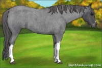 Horse Color:Blue Roan Varnish 