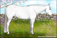 Horse Color:Brown Appaloosa